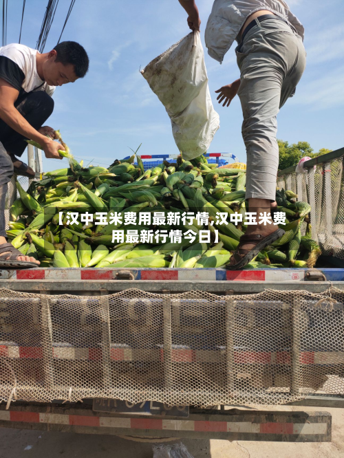 【汉中玉米费用最新行情,汉中玉米费用最新行情今日】