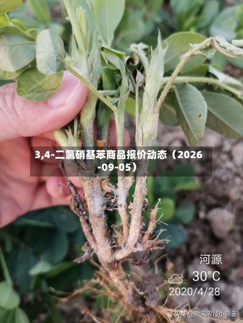 3,4-二氯硝基苯商品报价动态（2026-09-05）-第1张图片