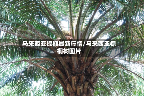 马来西亚棕榈最新行情/马来西亚棕榈树图片-第2张图片