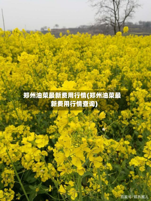 郑州油菜最新费用行情(郑州油菜最新费用行情查询)