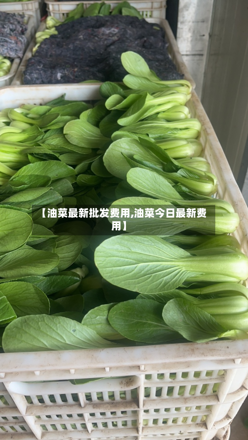 【油菜最新批发费用,油菜今日最新费用】-第2张图片