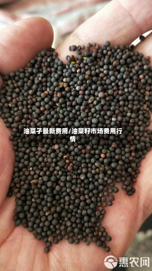 油菜孑最新费用/油菜籽市场费用行情-第3张图片