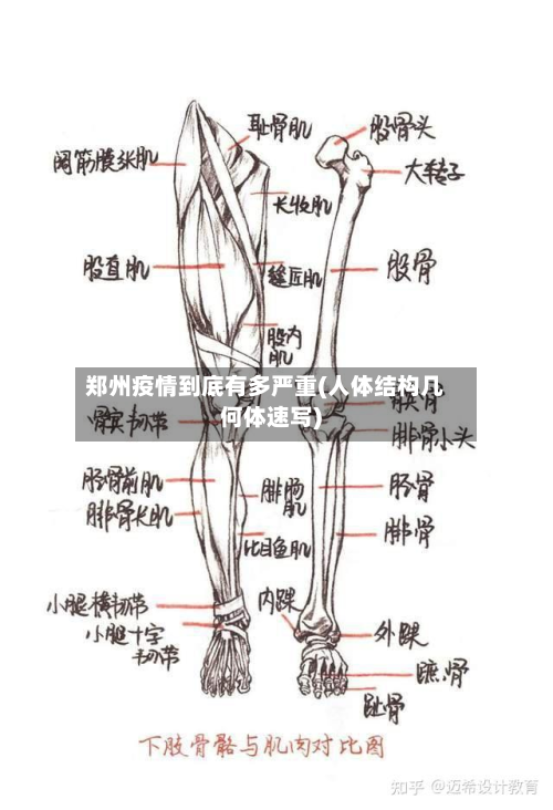郑州疫情到底有多严重(人体结构几何体速写)
